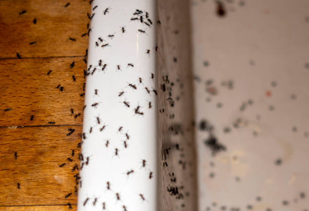Best Local Pest Control Services  in Hamilton, IN